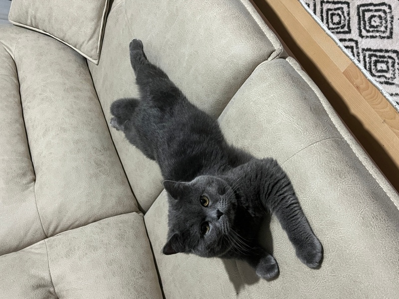 British Shorthair, Kedi  Bulut fotoğrafı