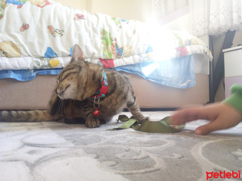 Tekir Kedi, Kedi  Çakıl fotoğrafı