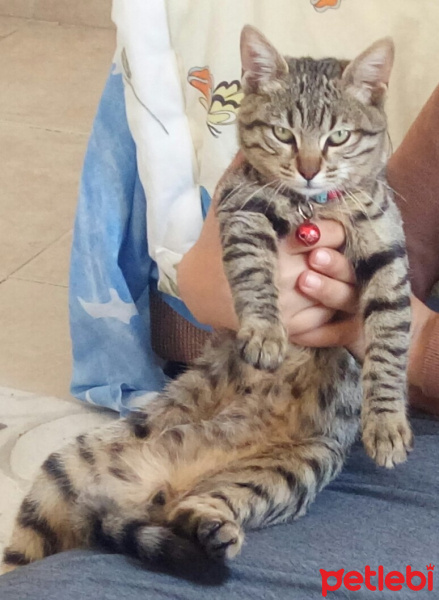 Tekir Kedi, Kedi  Çakıl fotoğrafı