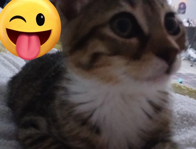 Tekir Kedi, Kedi  Çorap fotoğrafı