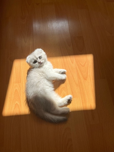 Scottish Fold, Kedi  yuumi fotoğrafı