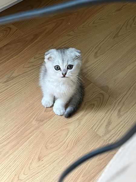 Scottish Fold, Kedi  yuumi fotoğrafı