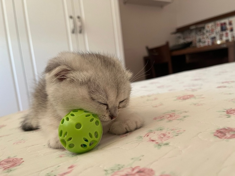 Scottish Fold, Kedi  yuumi fotoğrafı