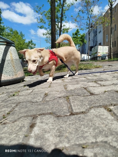 Alabay (Alabai), Köpek  Cano fotoğrafı