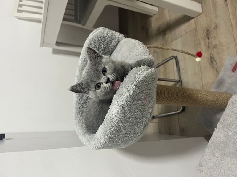 British Shorthair, Kedi  Bihter Luna fotoğrafı