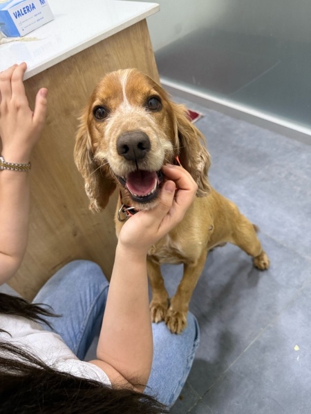 İngiliz Cocker Spaniel, Köpek  Tarçın fotoğrafı