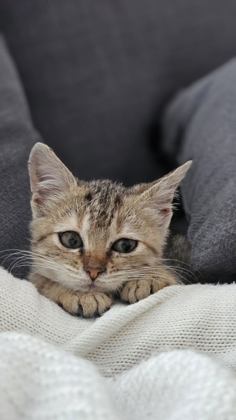 Tekir Kedi, Kedi  luna fotoğrafı