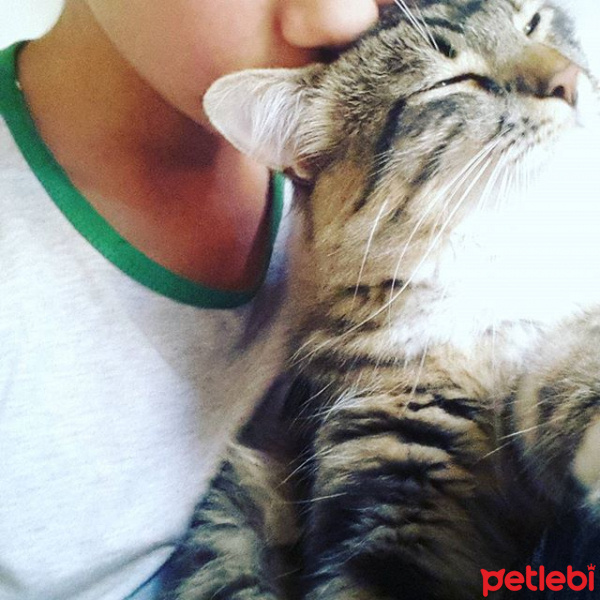 Scottish Fold, Kedi  Modonna fotoğrafı
