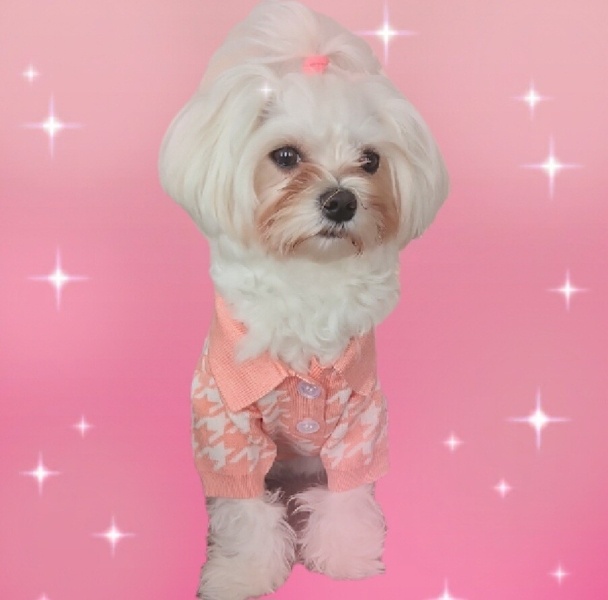 Maltese, Köpek  BAMBİ fotoğrafı