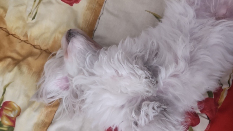 Maltese, Köpek  BAMBİ fotoğrafı