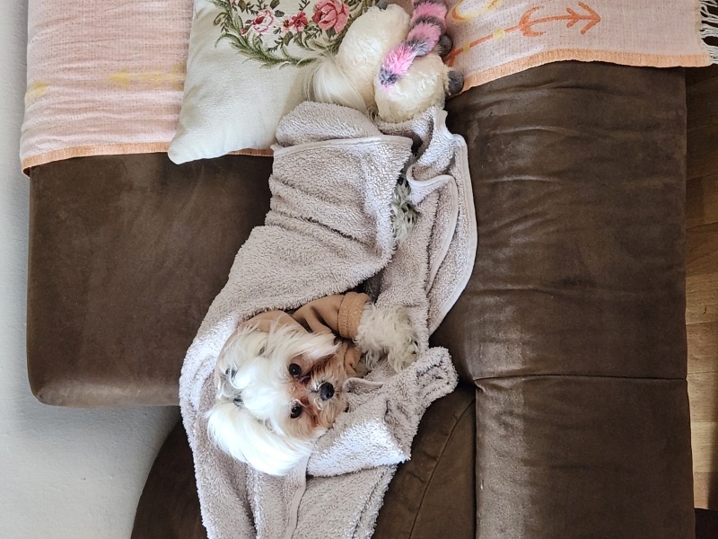Maltese, Köpek  BAMBİ fotoğrafı