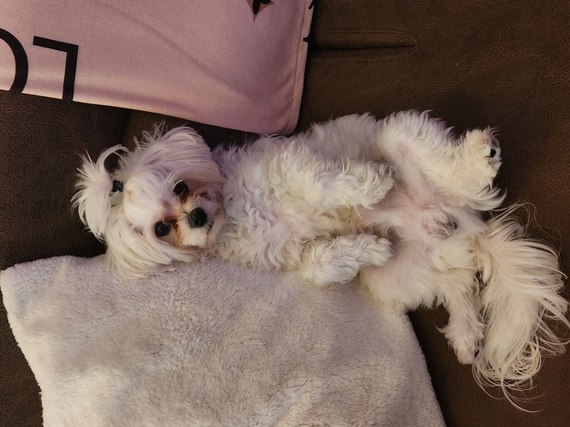 Maltese, Köpek  BAMBİ fotoğrafı