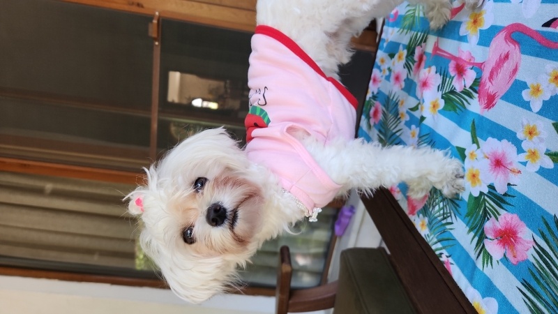 Maltese, Köpek  BAMBİ fotoğrafı