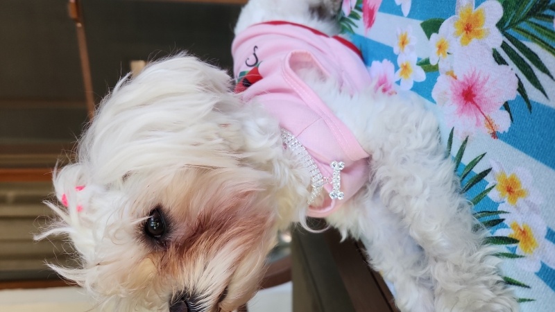 Maltese, Köpek  BAMBİ fotoğrafı