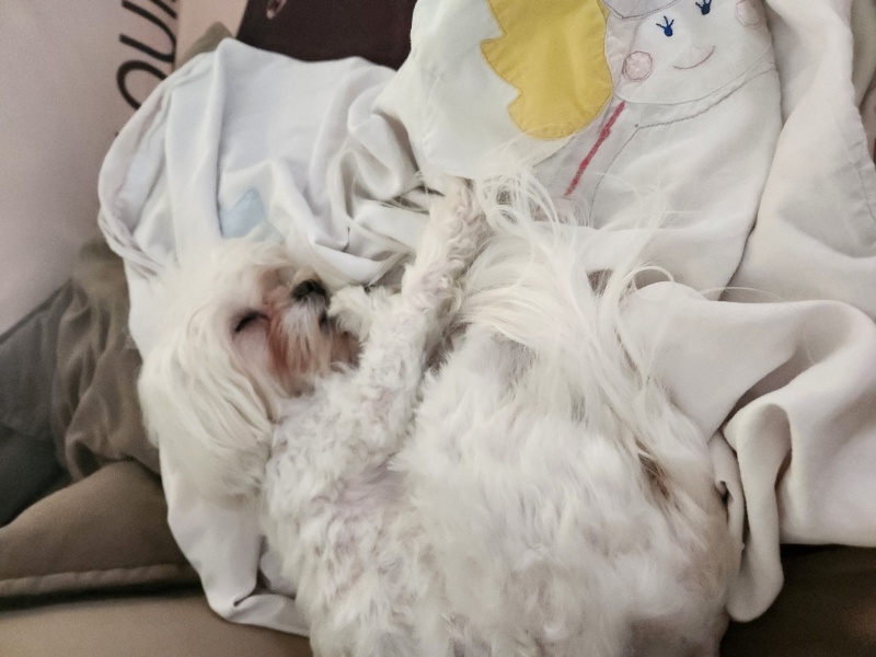 Maltese, Köpek  BAMBİ fotoğrafı