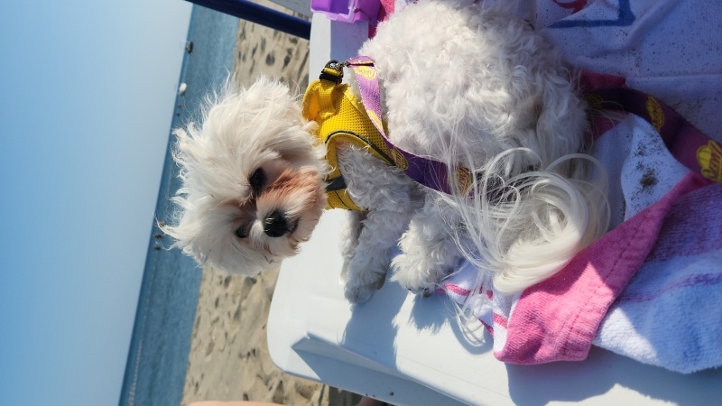 Maltese, Köpek  BAMBİ fotoğrafı