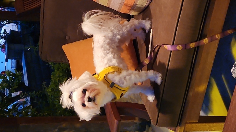 Maltese, Köpek  BAMBİ fotoğrafı