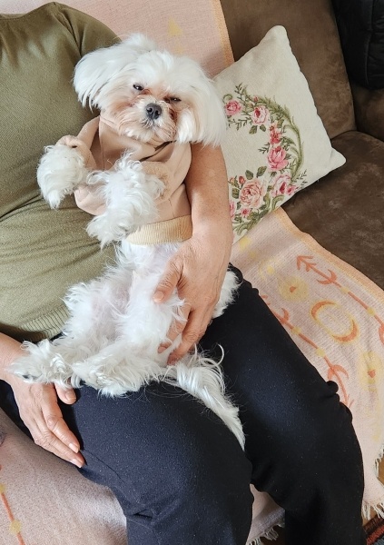 Maltese, Köpek  BAMBİ fotoğrafı