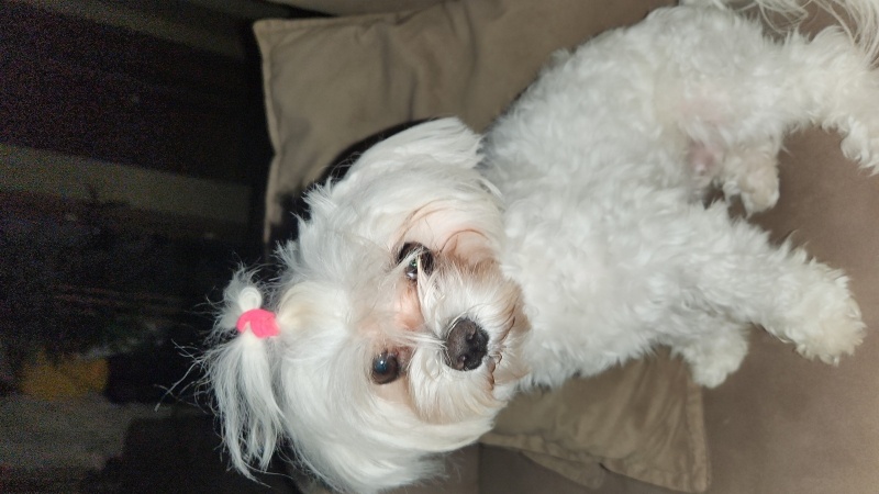 Maltese, Köpek  BAMBİ fotoğrafı