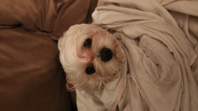 Maltese, Köpek  BAMBİ fotoğrafı