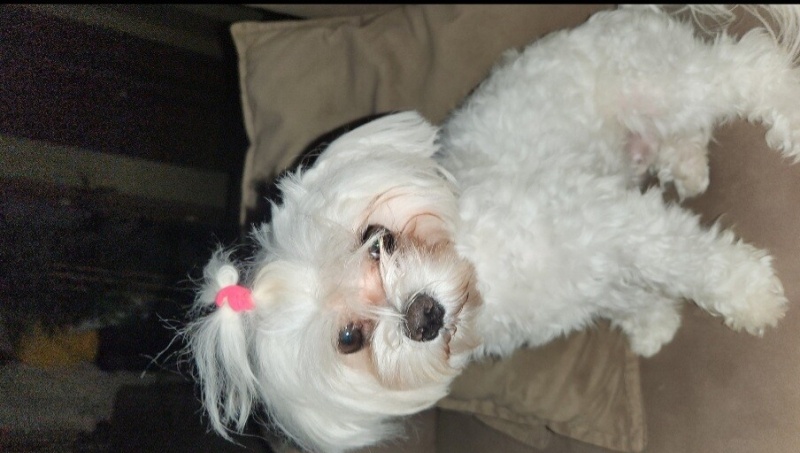 Maltese, Köpek  BAMBİ fotoğrafı