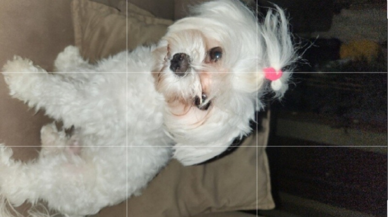 Maltese, Köpek  BAMBİ fotoğrafı
