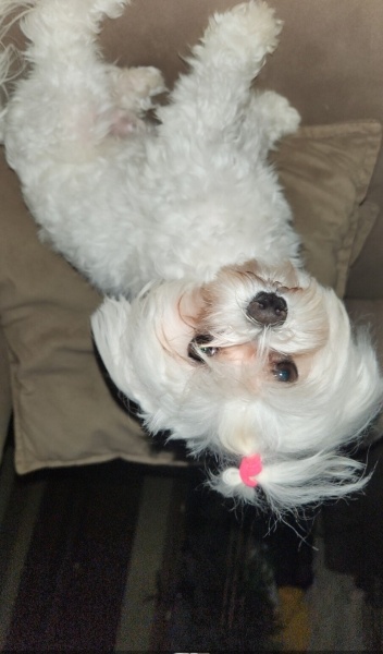 Maltese, Köpek  BAMBİ fotoğrafı