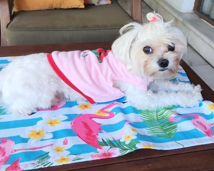 Maltese, Köpek  BAMBİ fotoğrafı