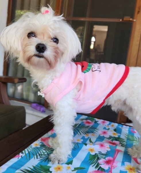 Maltese, Köpek  BAMBİ fotoğrafı