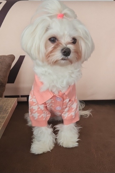 Maltese, Köpek  BAMBİ fotoğrafı