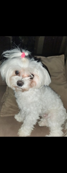 Maltese, Köpek  BAMBİ fotoğrafı