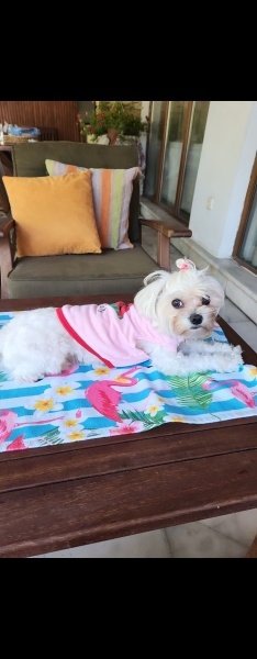 Maltese, Köpek  BAMBİ fotoğrafı