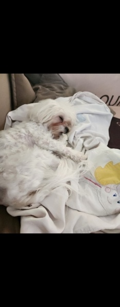 Maltese, Köpek  BAMBİ fotoğrafı