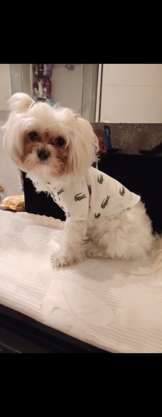Maltese, Köpek  BAMBİ fotoğrafı