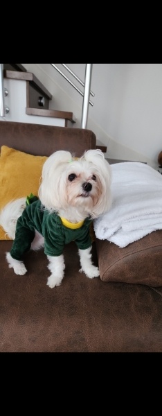 Maltese, Köpek  BAMBİ fotoğrafı