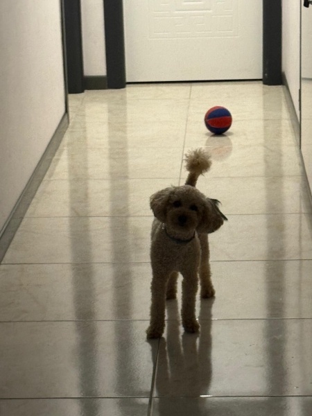 Poodle (Minyatür Kaniş), Köpek  Cahplin fotoğrafı