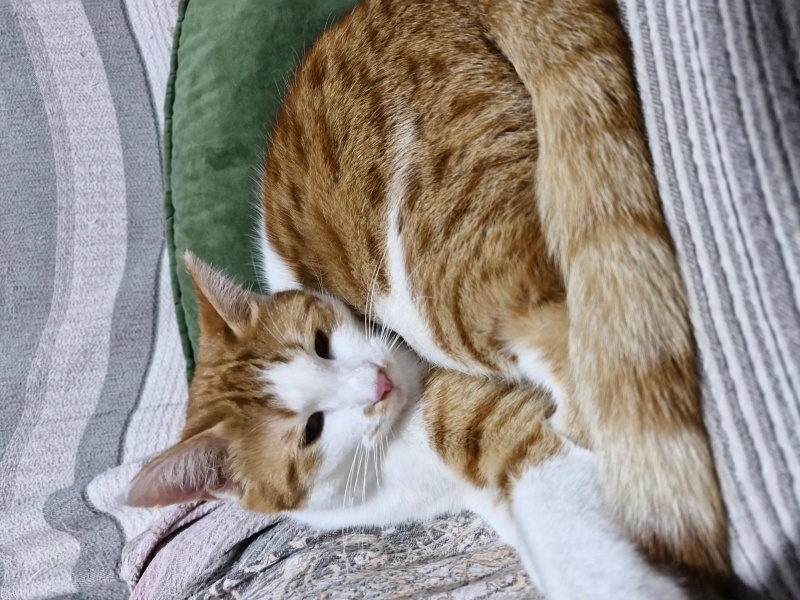 Sarman, Kedi  Sarı fotoğrafı