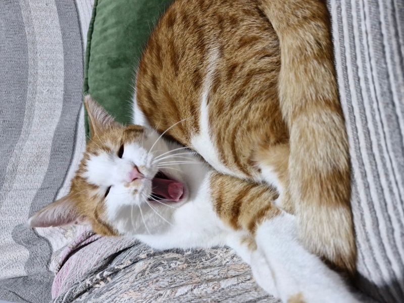 Sarman, Kedi  Sarı fotoğrafı
