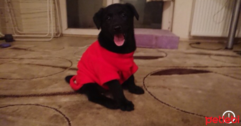 Labrador Retriever, Köpek  Layla fotoğrafı