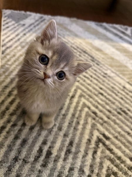 British Shorthair, Kedi  MARS fotoğrafı