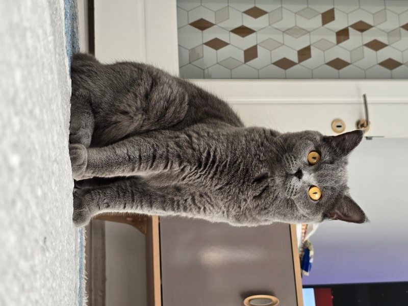 British Shorthair, Kedi  Gümüş fotoğrafı