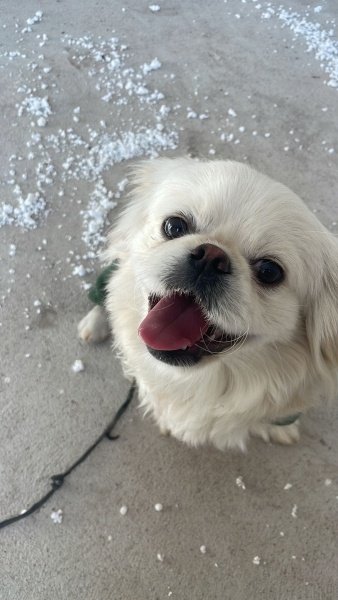 Pekingese, Köpek  Pamuk fotoğrafı