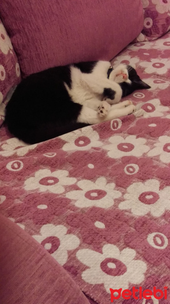 Tuxedo (Smokin) Kedi, Kedi  Minnoş fotoğrafı