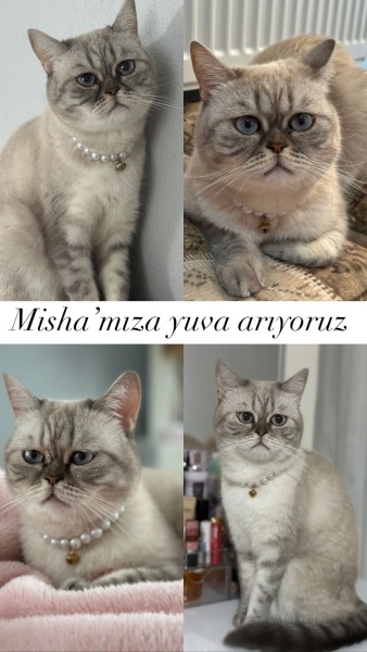 British Shorthair, Kedi  misha fotoğrafı