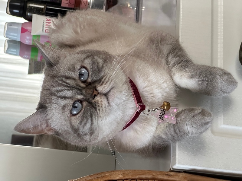 British Shorthair, Kedi  misha fotoğrafı