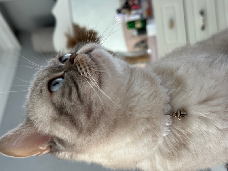 British Shorthair, Kedi  misha fotoğrafı