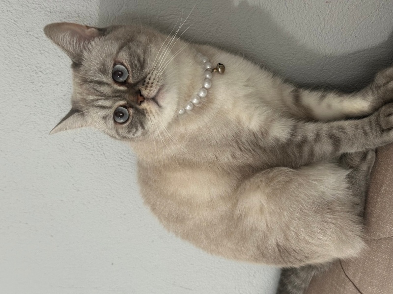 British Shorthair, Kedi  misha fotoğrafı