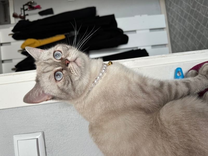 British Shorthair, Kedi  misha fotoğrafı