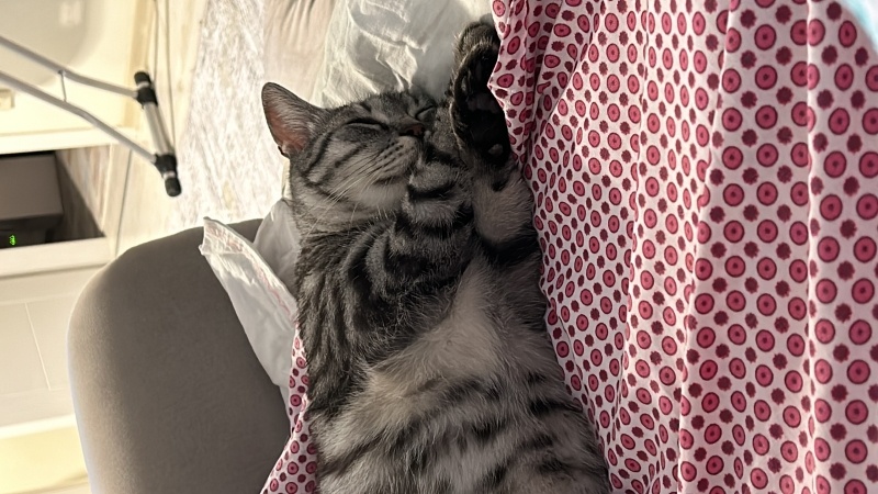 Tekir Kedi, Kedi  Fındık fotoğrafı