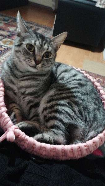Tekir Kedi, Kedi  Fındık fotoğrafı